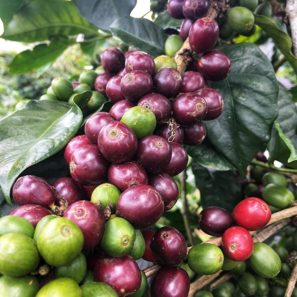 Caturra Purple